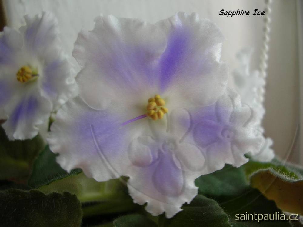 Sapphire Ice