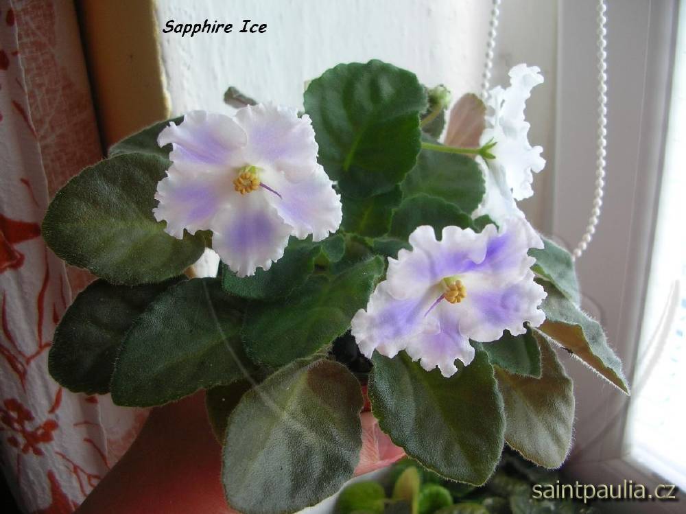 Sapphire Ice