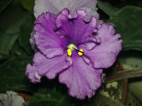Lyubimaya Dochka.jpg