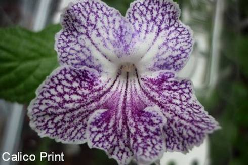 Calico Print.jpg