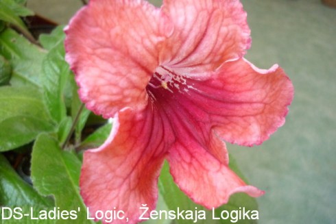 DS-Zhenskaia Logika.jpg