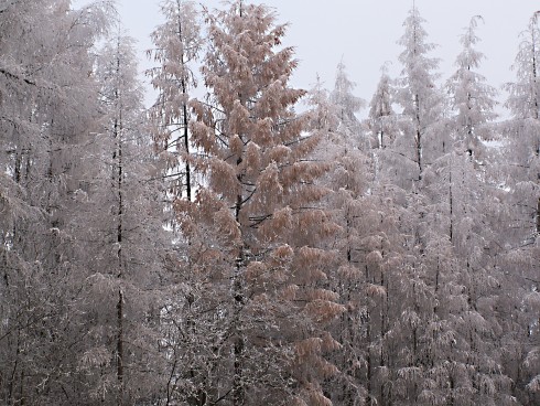 RŮŽOVÝ STROM 2.JPG
