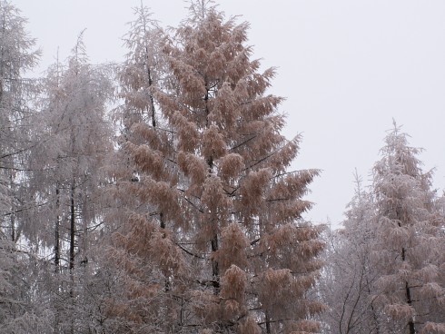 RŮŽOVÝ STROM 3.JPG