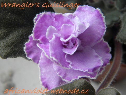 Wrangler's Gunslinger.jpg