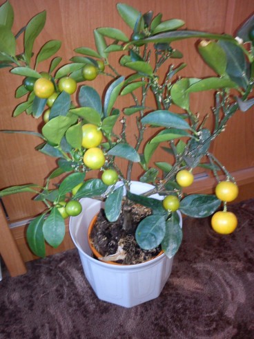 Calamondin.jpg