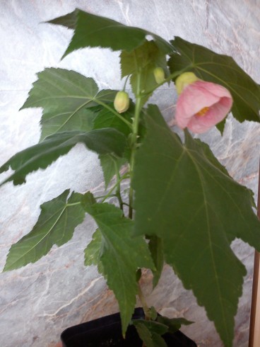 Abutilon.jpg