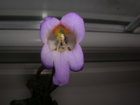 Primulina dryas  Hisako.jpg