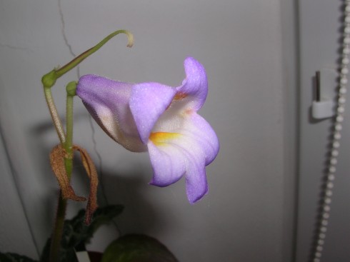 Primulina dryas Hisako.jpg