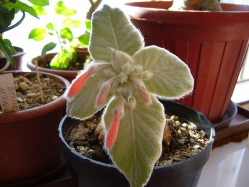 Sinningia leucotricha.jpg