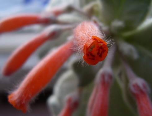 Sinningia leucotricha.jpg