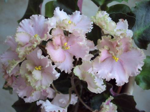 Rob's Antique Rose.jpg