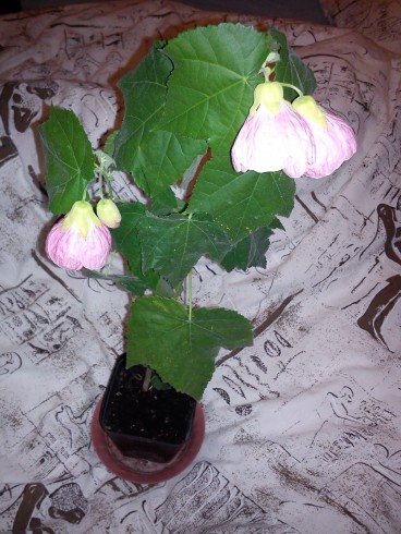 Abutilon Baby.jpg
