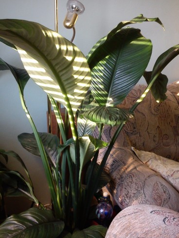 Spathiphyllum.jpg