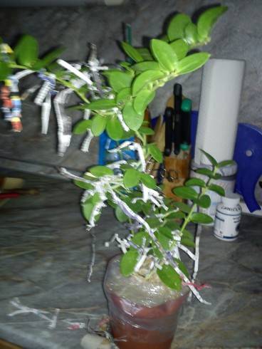 Hoya cumingiana.jpg