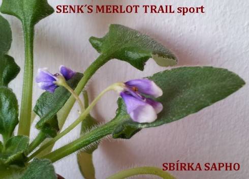Senk's Merlot Sport.jpg