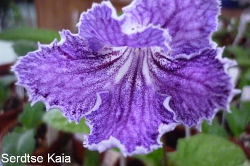DS-Serdtse Kaia.jpg
