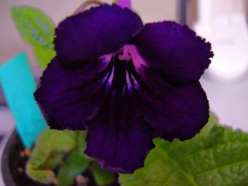 JL-Pansy Face.jpg