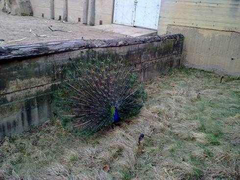Obraz1435.jpg