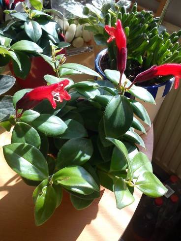 Aeschynanthus.jpg