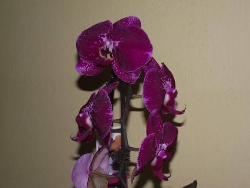DSCF6643.jpg