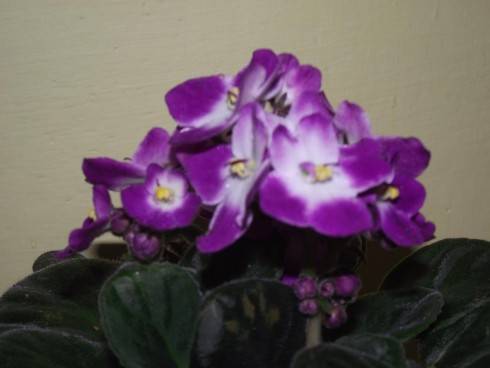 DSCF6654.jpg