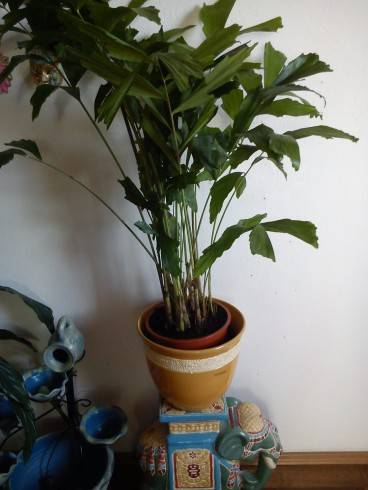 palm..jpg
