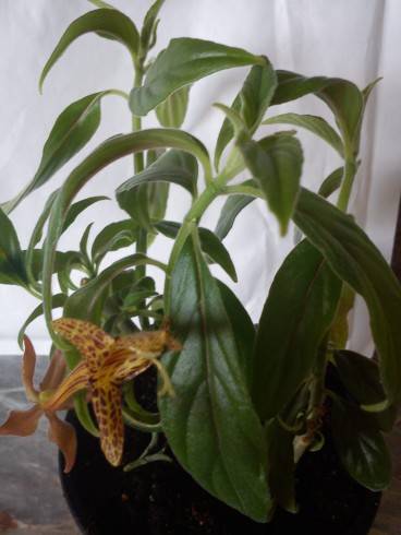 Columnea schiedeana.jpg