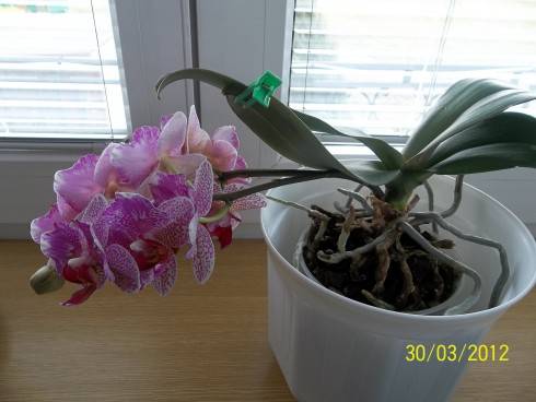 phalenopsis.JPG
