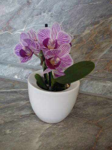 orchidejka.jpg