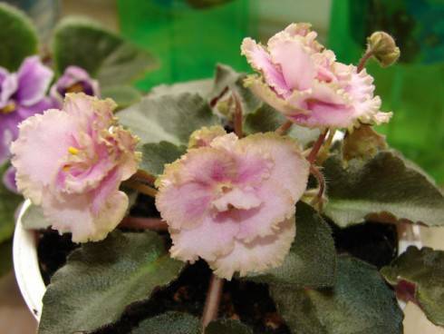 Rob's Antique Rose.jpg