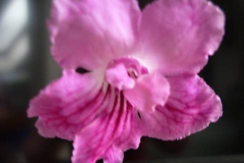 Wild Irish Rose.jpg