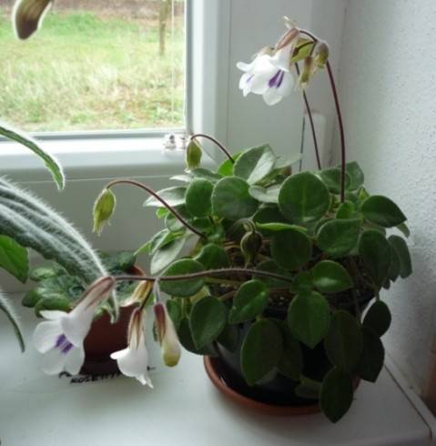 Primulina tamiana.jpg