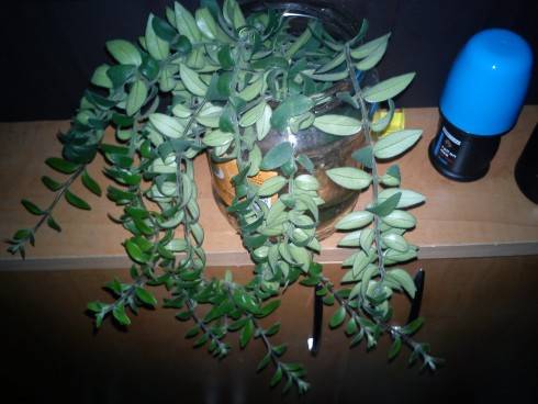 Aeschynanthus Twister.jpg