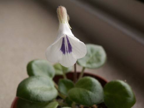 Primulina tamiana.jpg