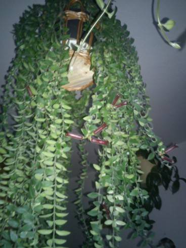 Aeschynanthus Twister.jpg
