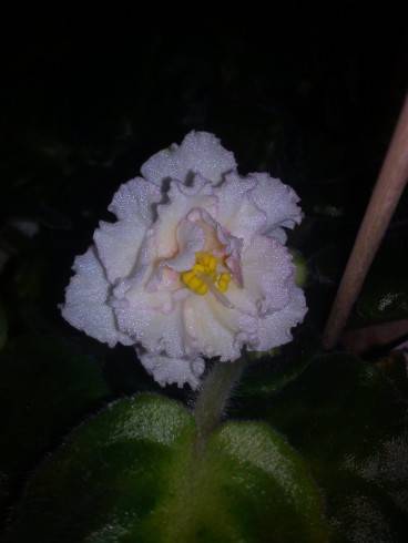 Sunkissed Rose.jpg