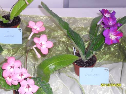 duben 2012 016.jpg (101.45 KiB) Zobrazeno 7498 x duben 2012 016.jpg