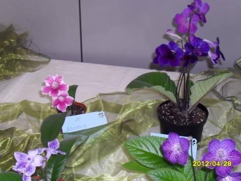 duben 2012 017.jpg (89.44 KiB) Zobrazeno 7498 x duben 2012 017.jpg