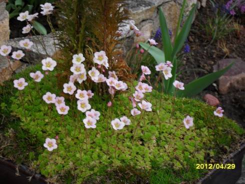 duben 2012 030.jpg