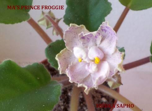 Ma's Prince Froggie.jpg