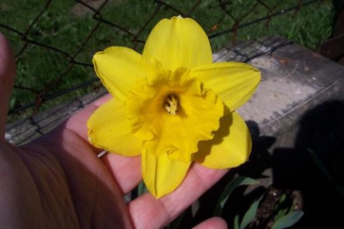 narcis2.JPG
