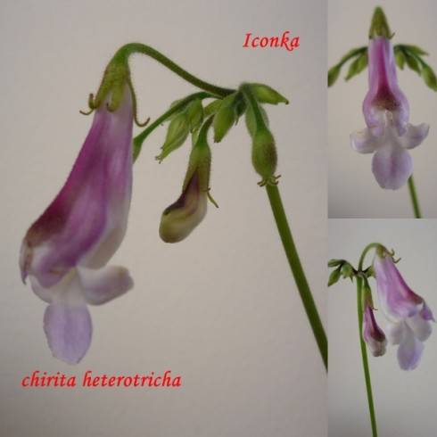 Primulina heterotricha.jpg