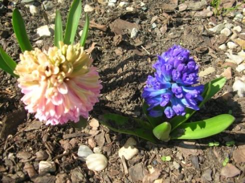 hyacinty.jpg