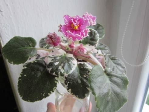 Rebel's Rhubarb Frost.jpg