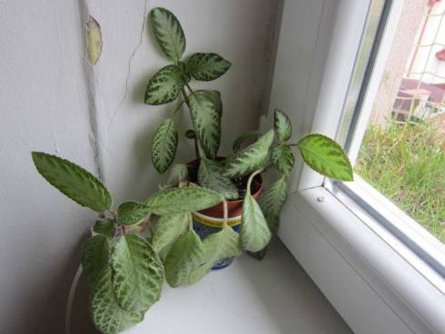 Episcia cupreata.jpg