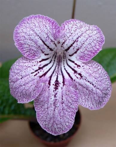 Purple Lace.jpg