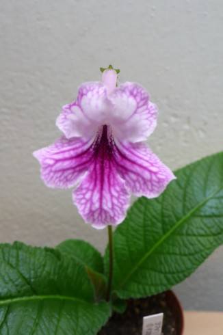 Orchid Lace.jpg