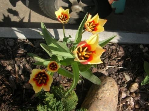 tulípci.jpg