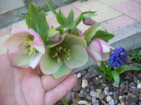 DSCN7460.JPG
