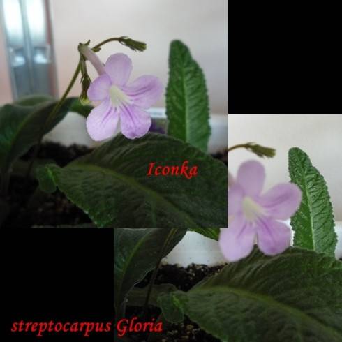 Gloria.jpg
